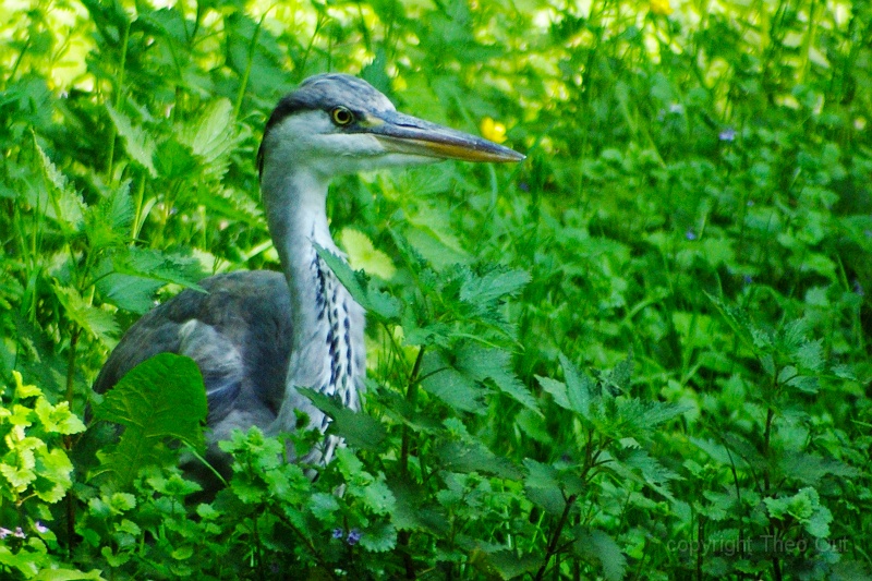 reiger IMGP1371-d.jpg